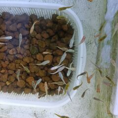 メダカさしあげますの画像