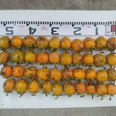 渋柿（愛宕柿）家庭用　干し柿用　約5kg 60個内外の画像