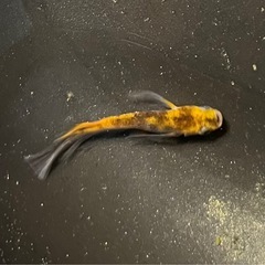 10月28日メダカ各種の画像