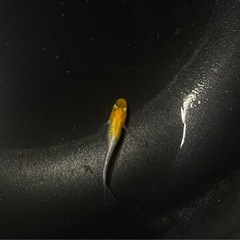 10月28日メダカ各種の画像
