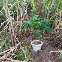 ウージ（サトウキビ）の画像