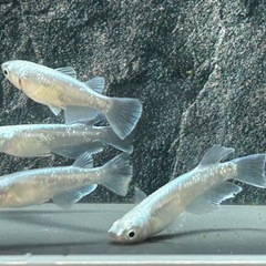 【メダカ】レーヴ　2ペアの画像