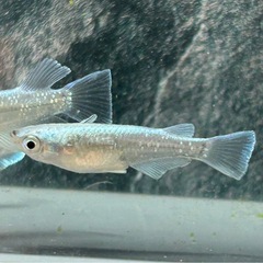 【メダカ】レーヴ　2ペアの画像