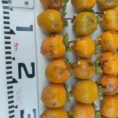 渋柿（愛宕柿）家庭用　干し柿用　約5kg 60個内外の画像