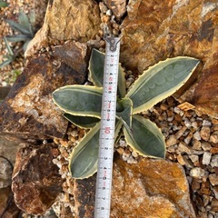 リップルエフェクトの画像