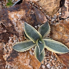 リップルエフェクトの画像