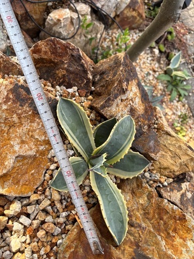 リップルエフェクト