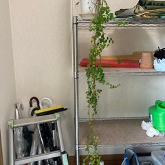 10/30くらいまで🍃下に垂れ下がる植物の画像