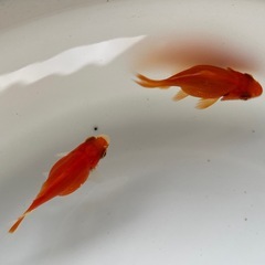 金魚 たまサバ 当歳 の画像