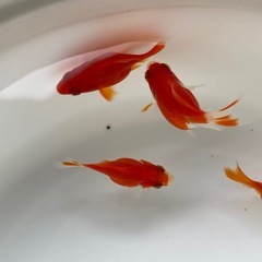 金魚 たまサバ 当歳 の画像