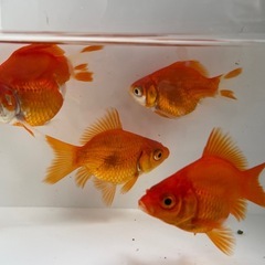 金魚 たまサバ 当歳 の画像