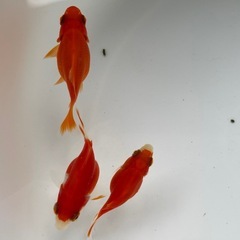 金魚 たまサバ 当歳 の画像