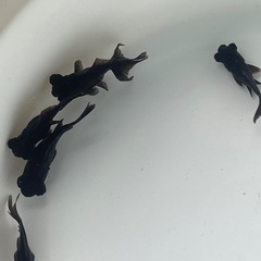 (終了)金魚 出目金 黒の画像