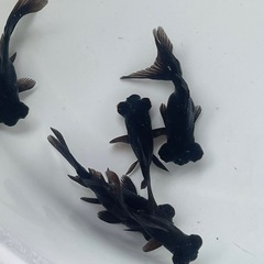 (終了)金魚 出目金 黒の画像