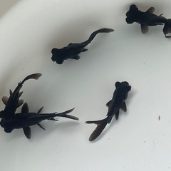 (終了)金魚 出目金 黒の画像