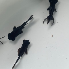 (終了)金魚 出目金 黒の画像