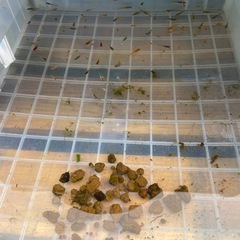 めだか おまかせセットの画像