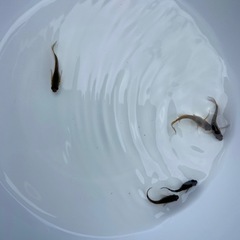 めだか おまかせセットの画像