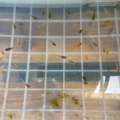 めだか おまかせセットの画像