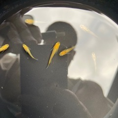 めだか おまかせセットの画像