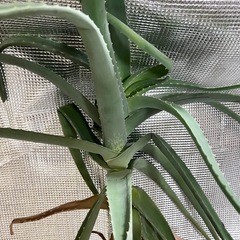 アロエ ꕤ 約95cm ꕤ 観葉植物の画像