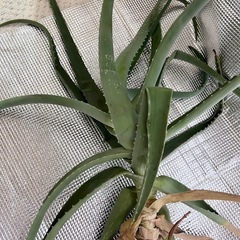 アロエ ꕤ 約95cm ꕤ 観葉植物の画像