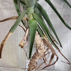 アロエ ꕤ 約95cm ꕤ 観葉植物の画像