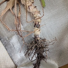 アロエ ꕤ 約95cm ꕤ 観葉植物の画像