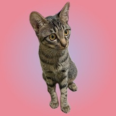 キジキジ女の子