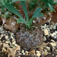 ユーフォルビア 峨眉山　1鉢500円の画像