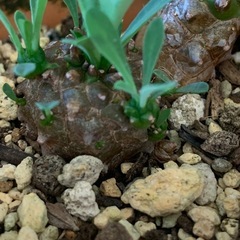 ユーフォルビア 峨眉山　1鉢500円の画像