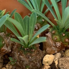 ユーフォルビア 峨眉山　1鉢500円の画像