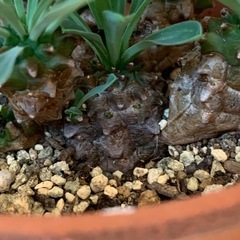 ユーフォルビア 峨眉山　1鉢500円の画像