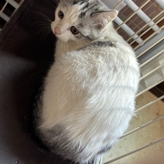 可愛い猫ちゃん