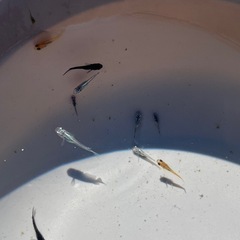 メダカＭＩＸ若魚30匹の画像