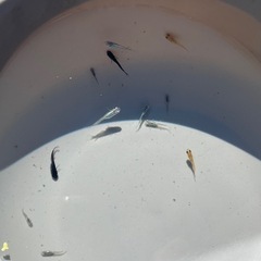 メダカＭＩＸ若魚30匹の画像