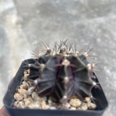 サボテンの画像