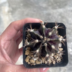 サボテンの画像