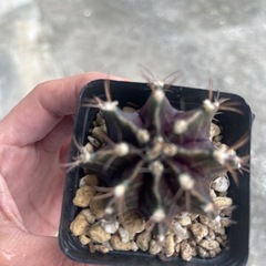 サボテンの画像