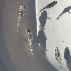 夜桜メダカ、宮桜メダカ、10匹の画像