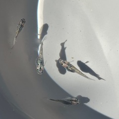 夜桜メダカ、宮桜メダカ、10匹の画像