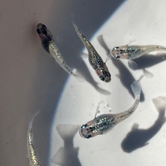 夜桜メダカ、宮桜メダカ、10匹の画像