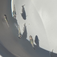 夜桜メダカ、宮桜メダカ、10匹の画像