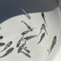 掛け合わせメダカ10匹の画像