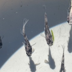 掛け合わせメダカ10匹の画像