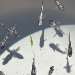 掛け合わせメダカ10匹の画像