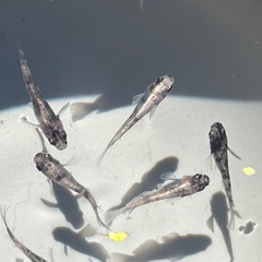 掛け合わせメダカ10匹の画像