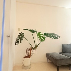 観葉植物 モンステラ 130cmの画像