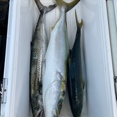 真鯛とハマチの画像