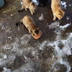 猫活動ボランティア仲間を募集します。